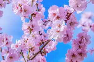 Experience Cherry Blossom Magic in Kyoto, Japan Escape to Kyoto during cherry blossom season and witness the breathtaking beauty of sakura. The city is adorned with delicate cherry blossom trees, creating a whimsical atmosphere unlike any other.