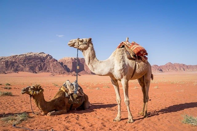 Discover Adventure in the Desert. When it comes to thrilling experiences and outdoor adventures, the desert might not be the first place that comes to mind. However, the vast desert landscapes hold a world of excitement just waiting to be discovered.