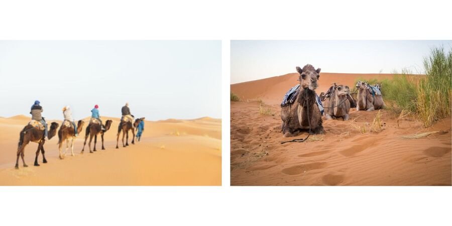 Explore the Desert: Dune Bashing and Camel Riding. Is your pulse racing at the thought of adventure? Dubai's desert offers a thrilling escape from city life and a chance to embrace the wilderness.