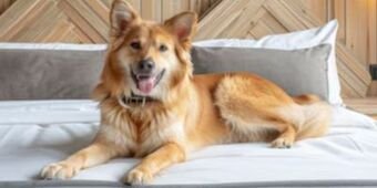 Expedia - Best Pet Friendly Hotels in the World